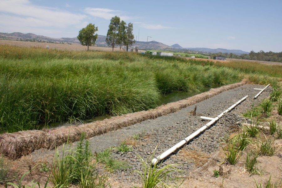 Mature wetland growth 