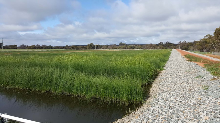 Established wetland shortly after project completion 