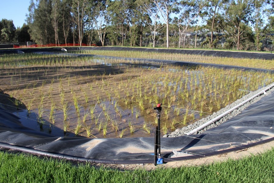 Early establishment stage of wetland cells