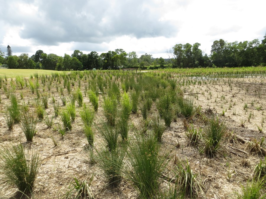 Completed wetland in early growth stage