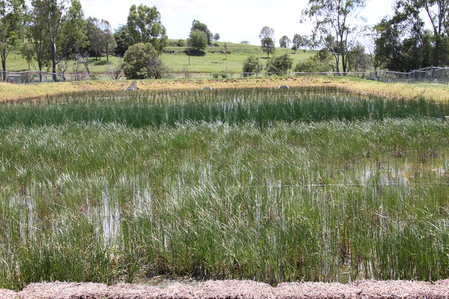 Aratula Wetland showing dense vegetation