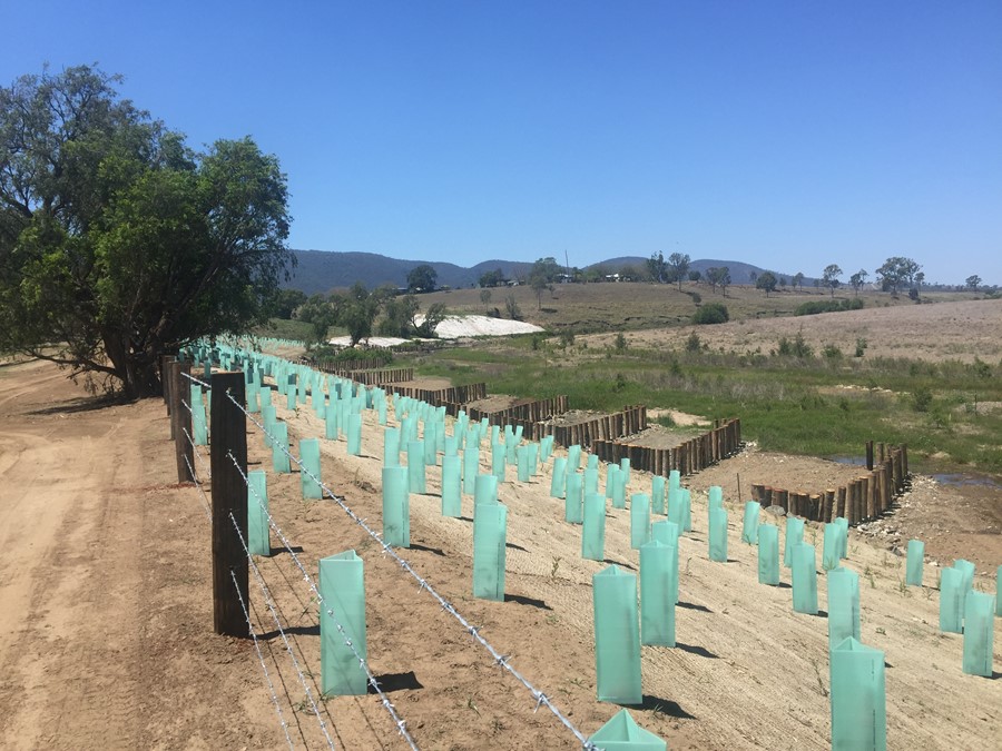 Planting of tubestock on the river bank