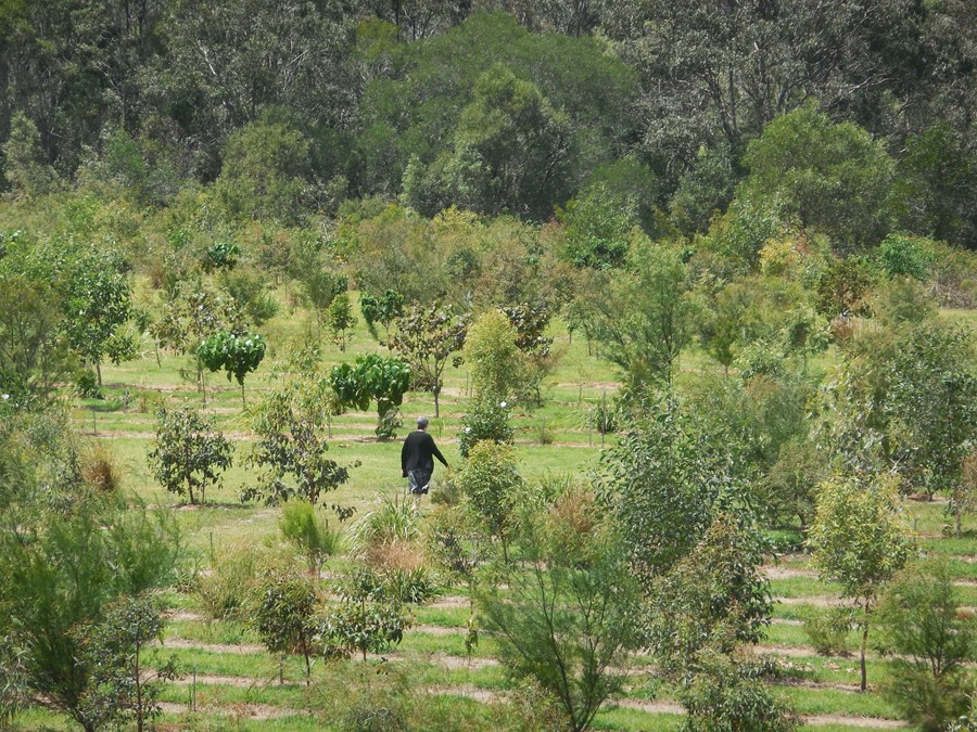 The arboretum in use throughout the establishment stage