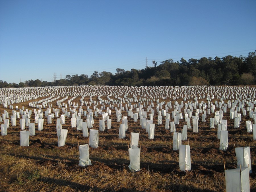 Largescale tubestock planting 