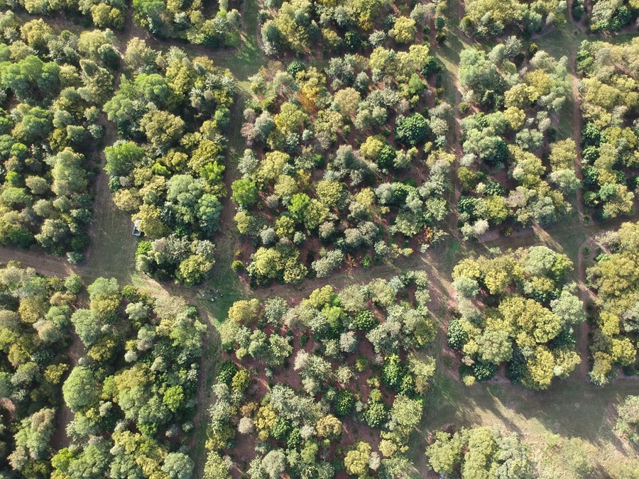 Final result of the Griffith University arboretum