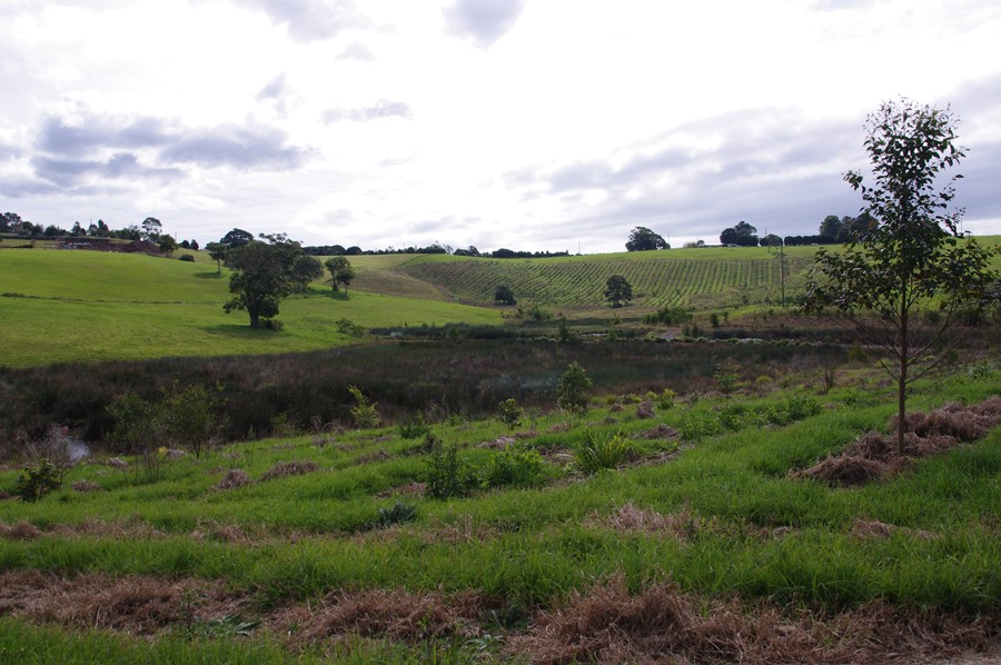 View onto the disposal forest (early growth) and wetland