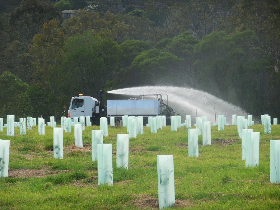 Planting stages of the restoration project